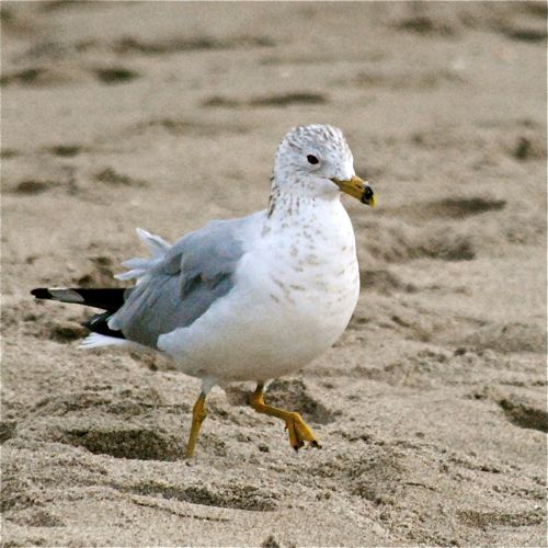 ring-billed gull